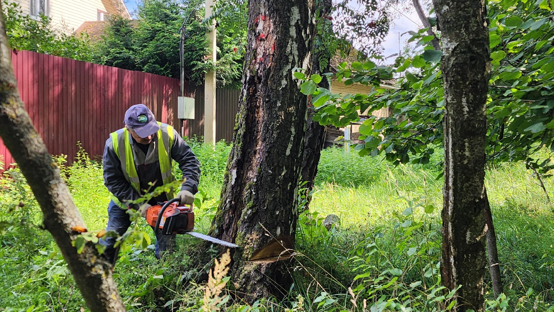 истра, аварийные деревья, благоустройство, добродел,