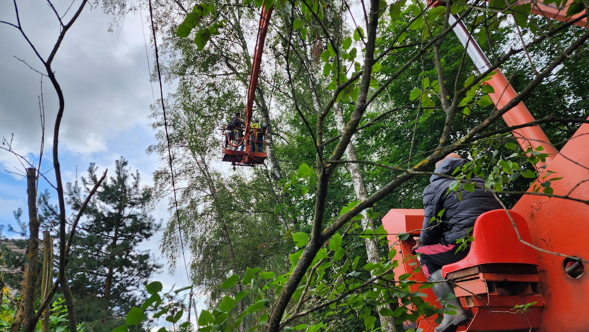 истра, аварийные деревья, благоустройство, добродел,