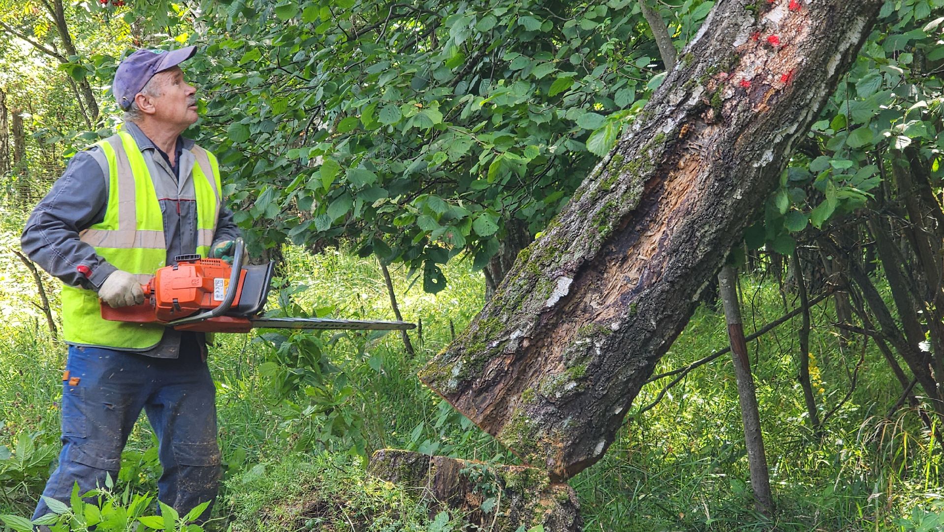 истра, аварийные деревья, благоустройство, добродел,