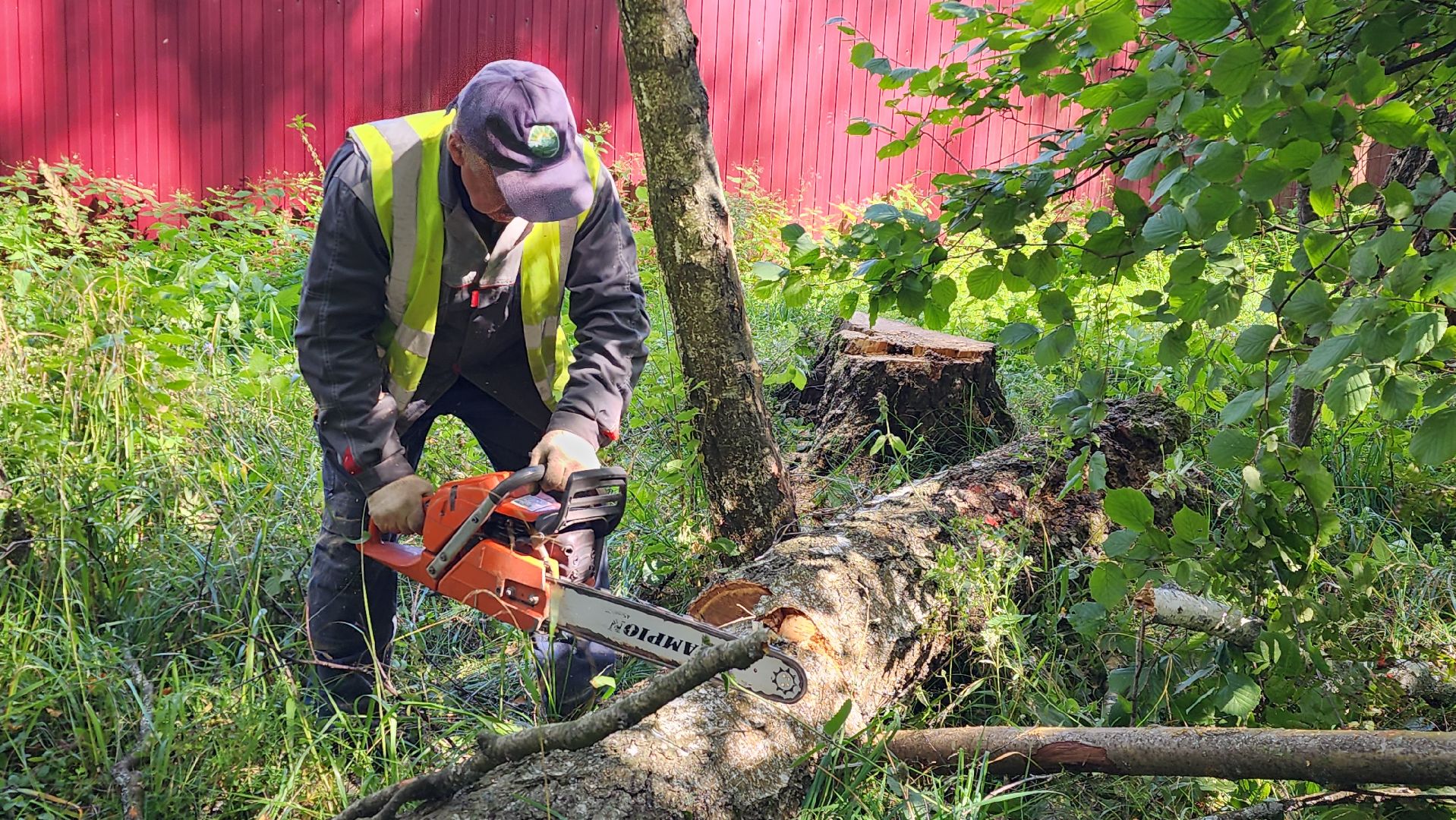 истра, аварийные деревья, благоустройство, добродел,
