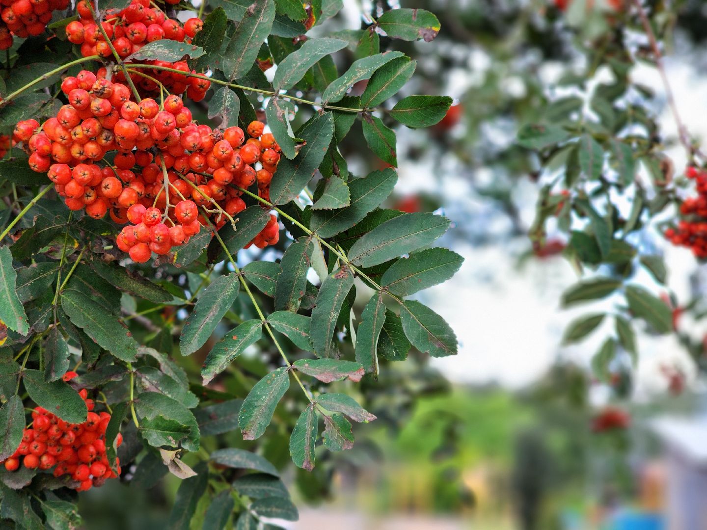 благоустройство, дворовая территория, благоустройство дворовой территории, комфортная городская среда, богородский городской округ,