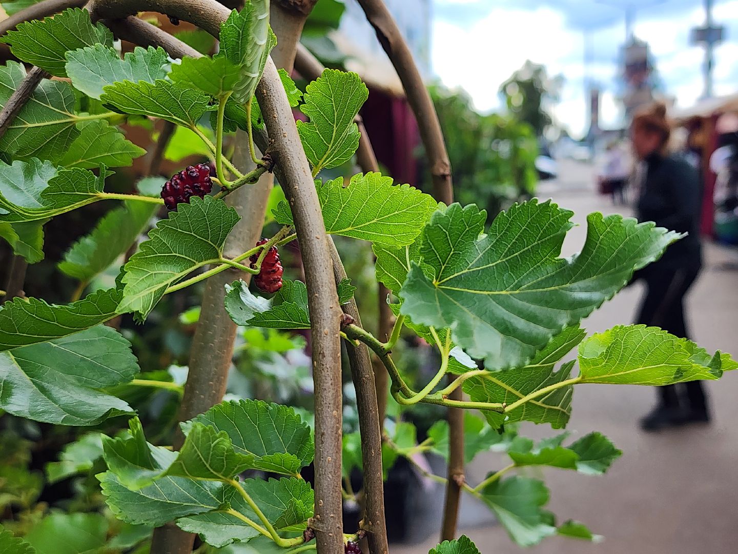 экономика, торговля, ярмарка, старая купавна, богородский городской округ,