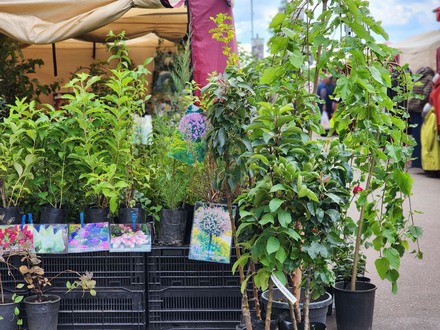 экономика, торговля, ярмарка, старая купавна, богородский городской округ,