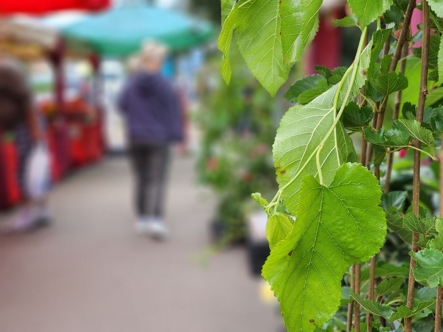 экономика, торговля, ярмарка, старая купавна, богородский городской округ,