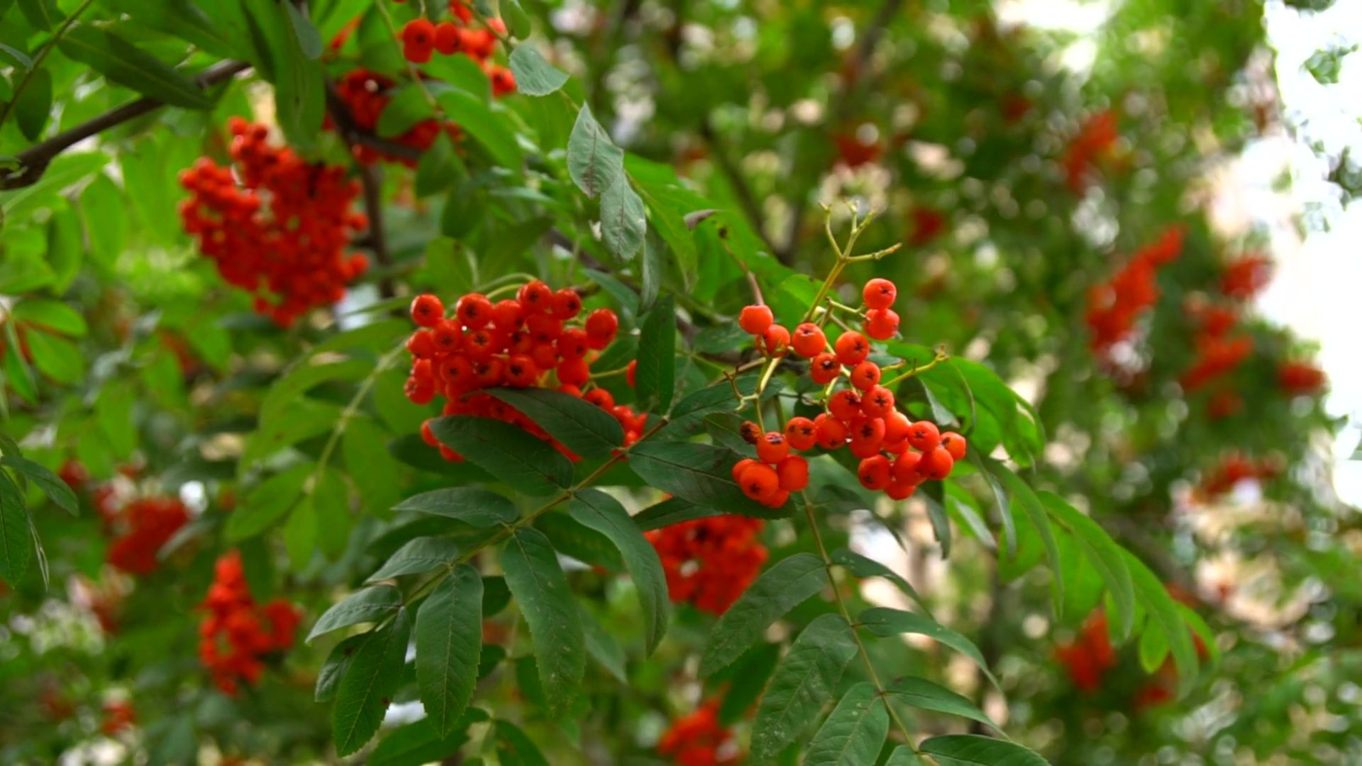 Реутов, благоустройство, мой комфортный дом, лучший двор, конкурс главы,