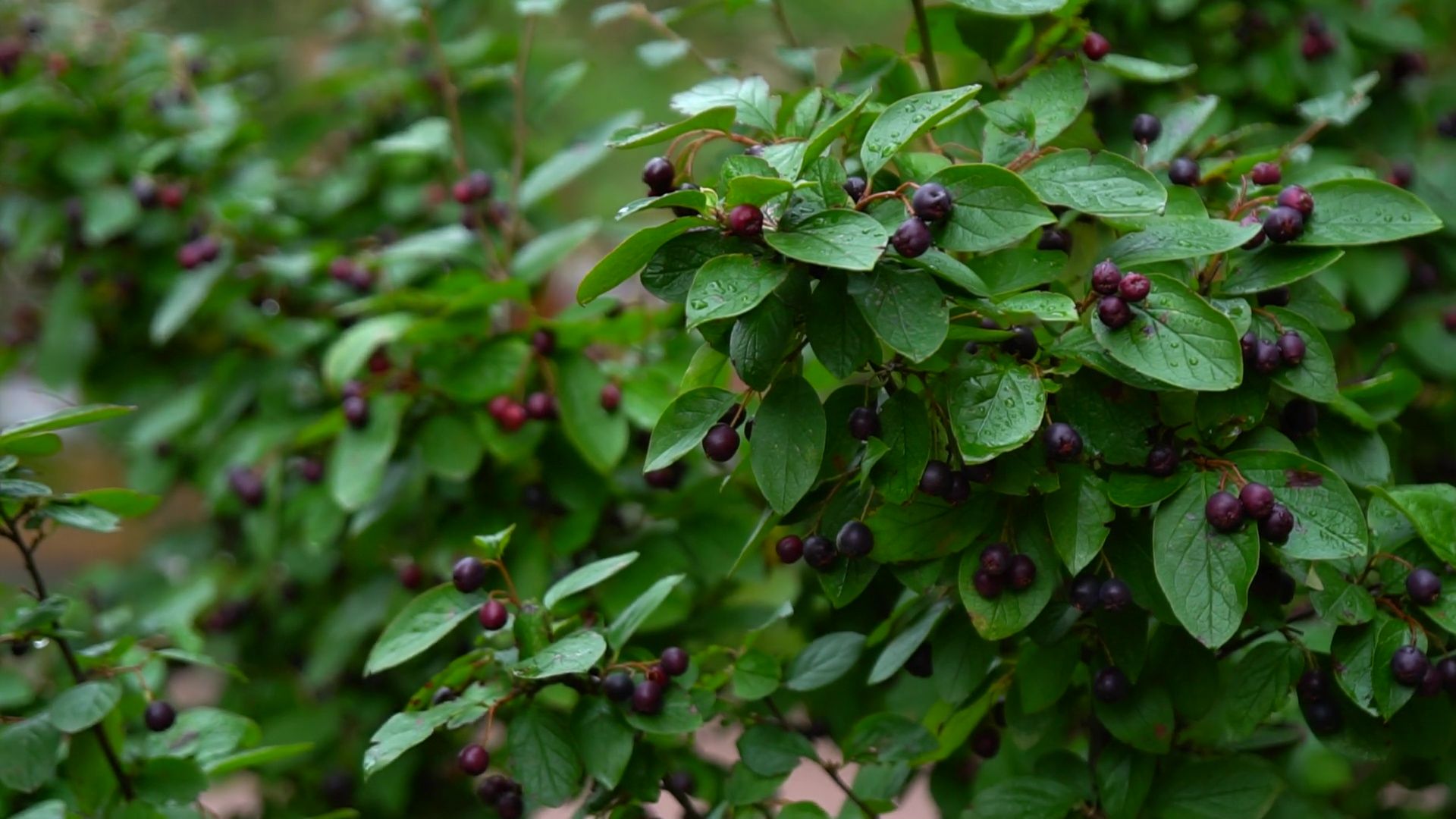 Реутов, благоустройство, мой комфортный дом, лучший двор, конкурс главы,