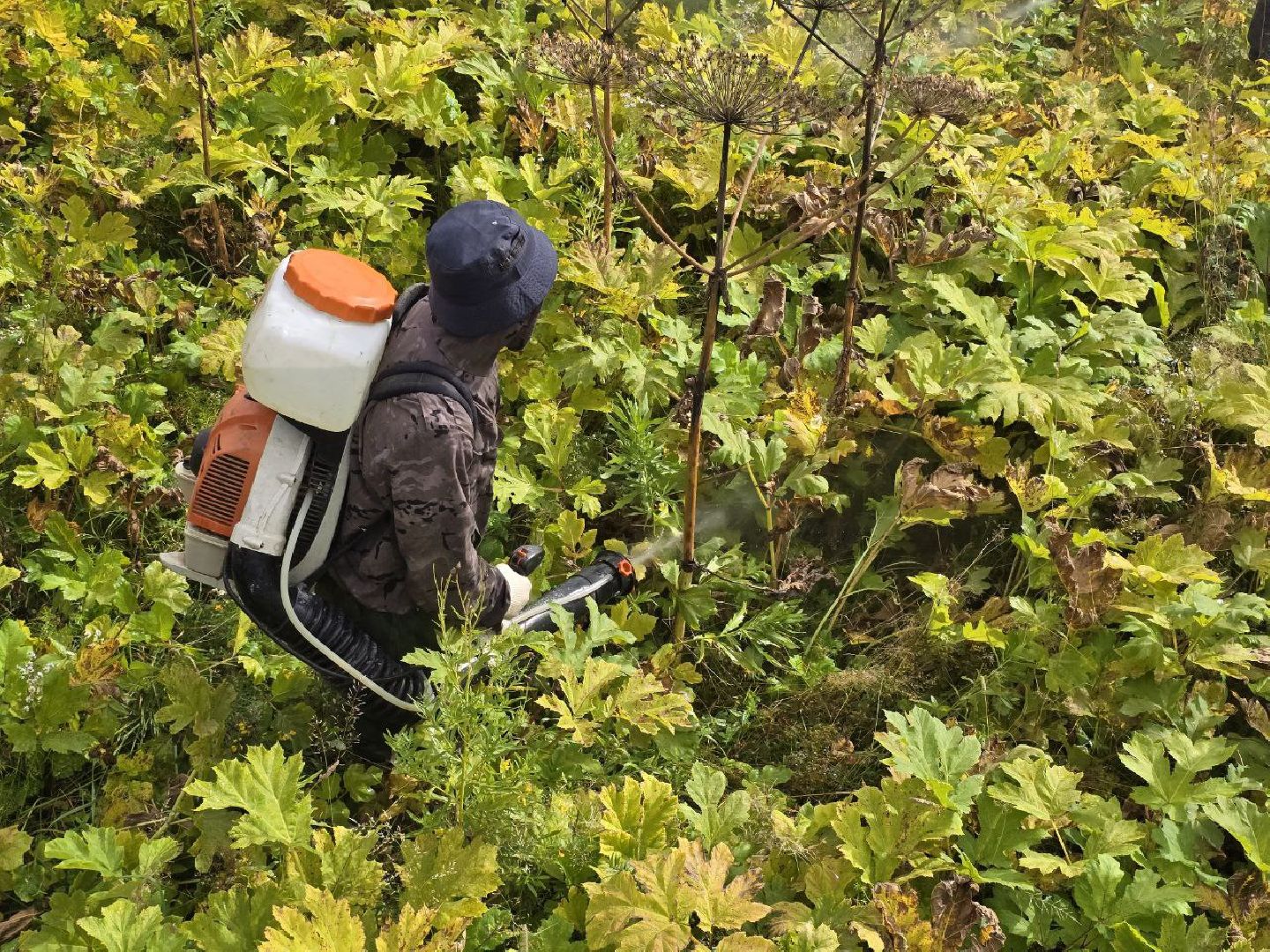 можайск, можайский муниципальный округ, подмосковье, экология, борщевик Сосновского, борьба с борщевиком,