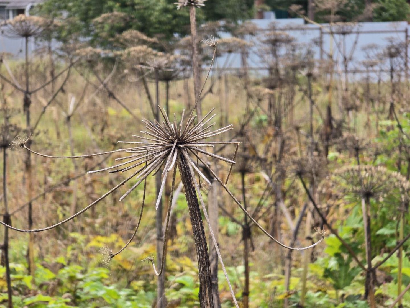 можайск, можайский муниципальный округ, подмосковье, экология, борщевик Сосновского, борьба с борщевиком,