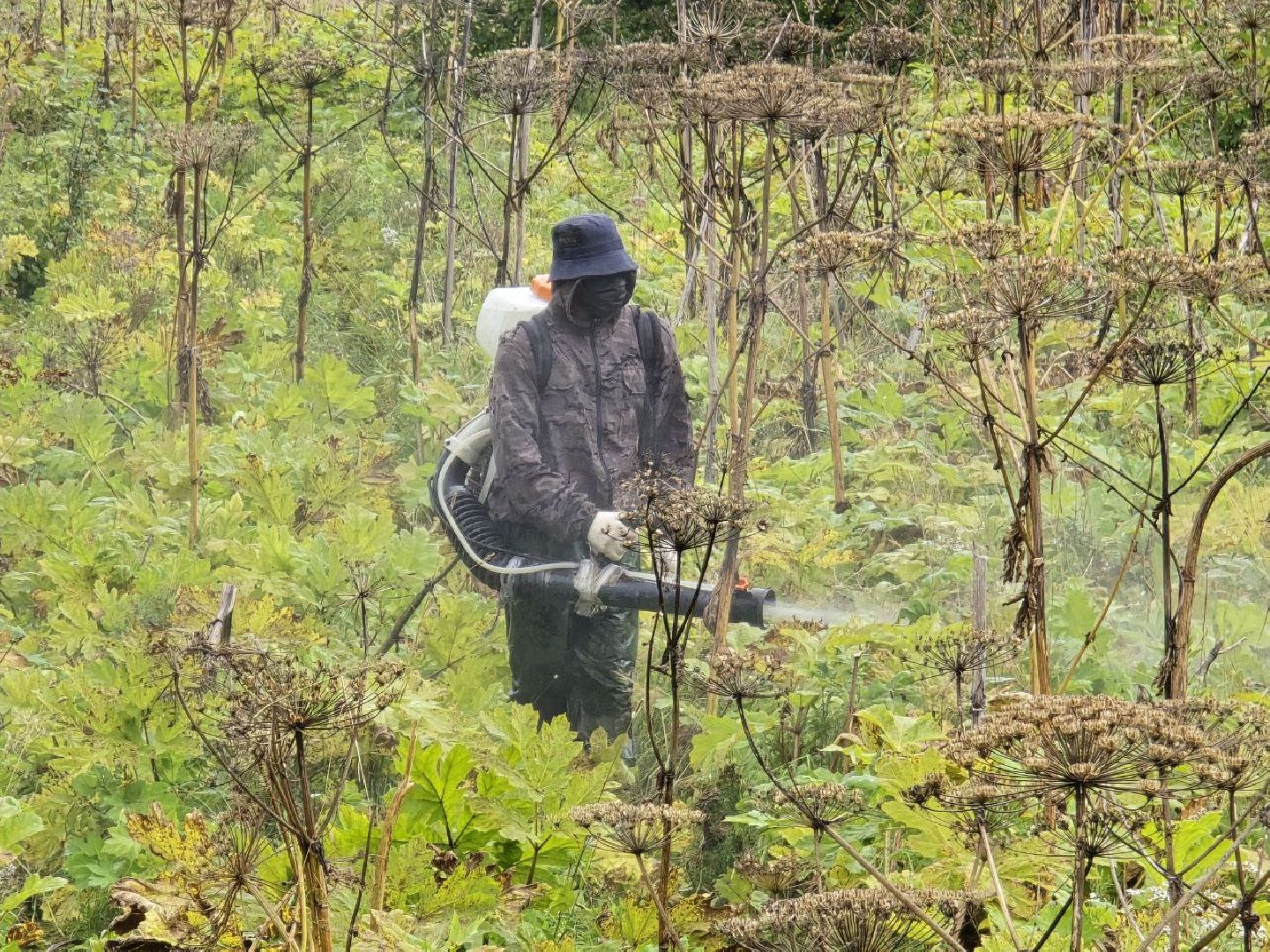 можайск, можайский муниципальный округ, подмосковье, экология, борщевик Сосновского, борьба с борщевиком,