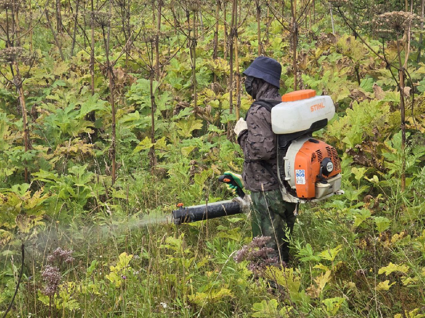 можайск, можайский муниципальный округ, подмосковье, экология, борщевик Сосновского, борьба с борщевиком,