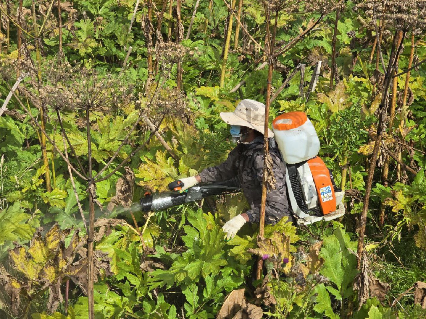 можайск, можайский муниципальный округ, подмосковье, экология, борщевик Сосновского, борьба с борщевиком,