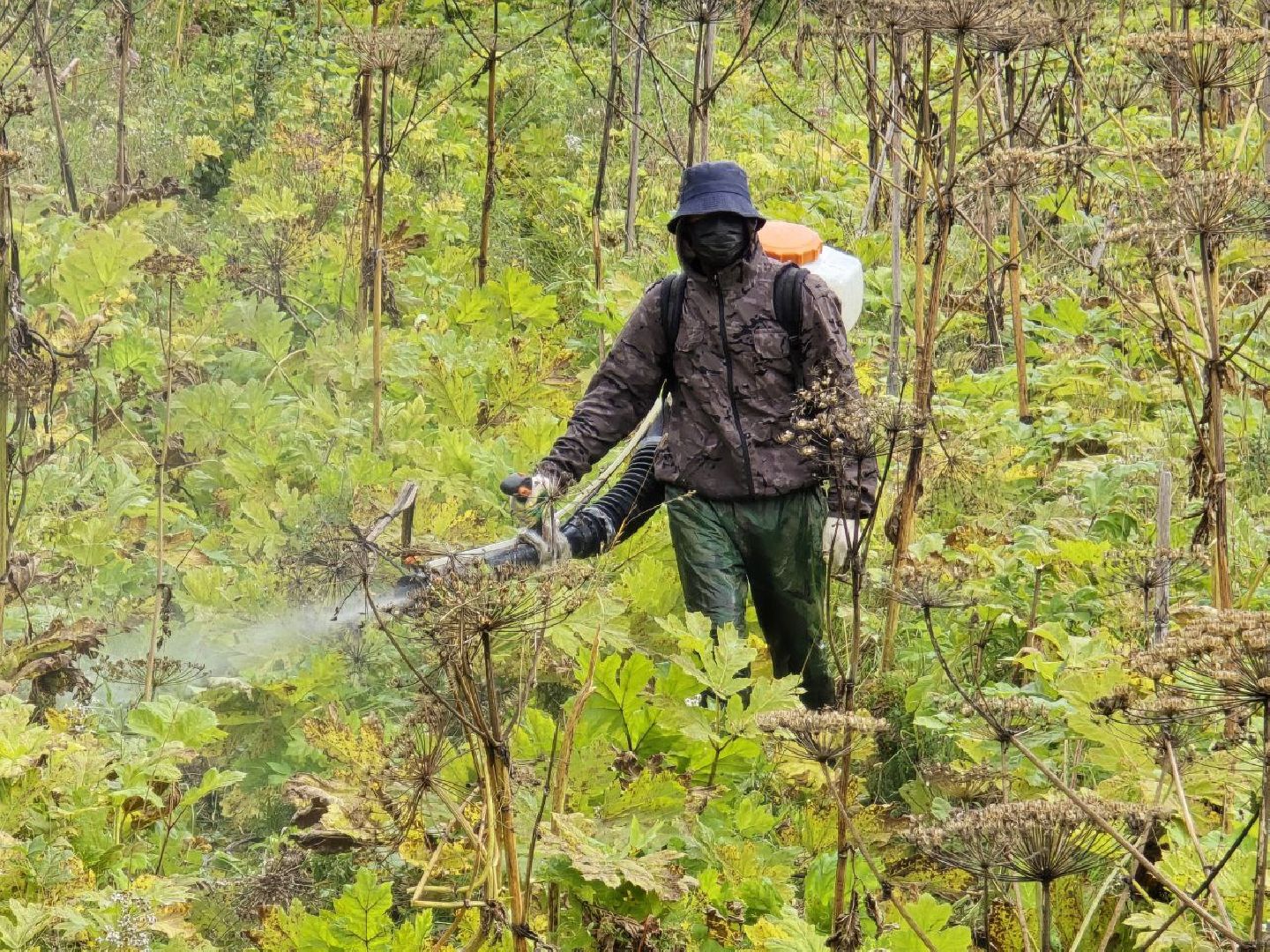 можайск, можайский муниципальный округ, подмосковье, экология, борщевик Сосновского, борьба с борщевиком,