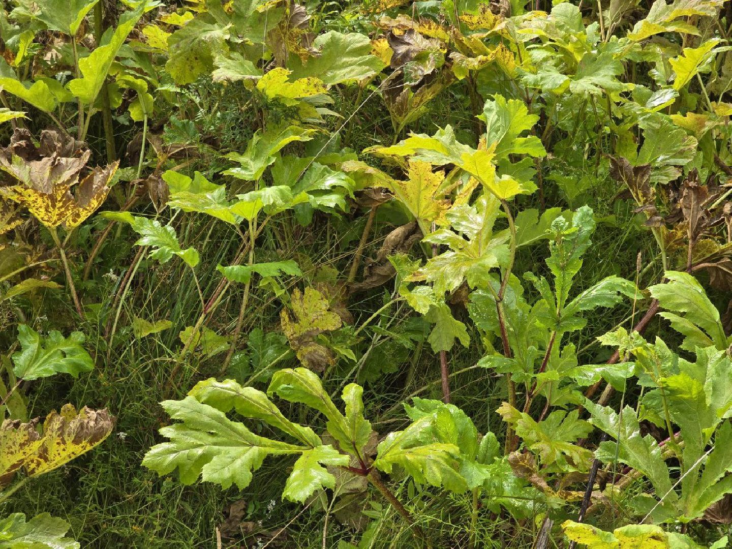 можайск, можайский муниципальный округ, подмосковье, экология, борщевик Сосновского, борьба с борщевиком,