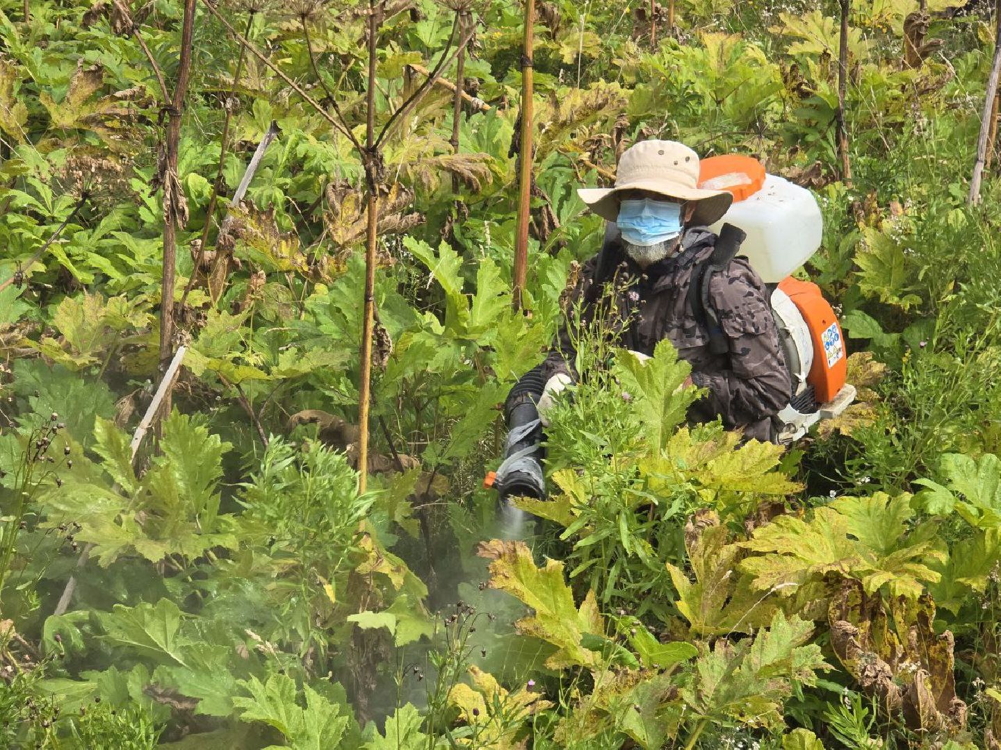 можайск, можайский муниципальный округ, подмосковье, экология, борщевик Сосновского, борьба с борщевиком,