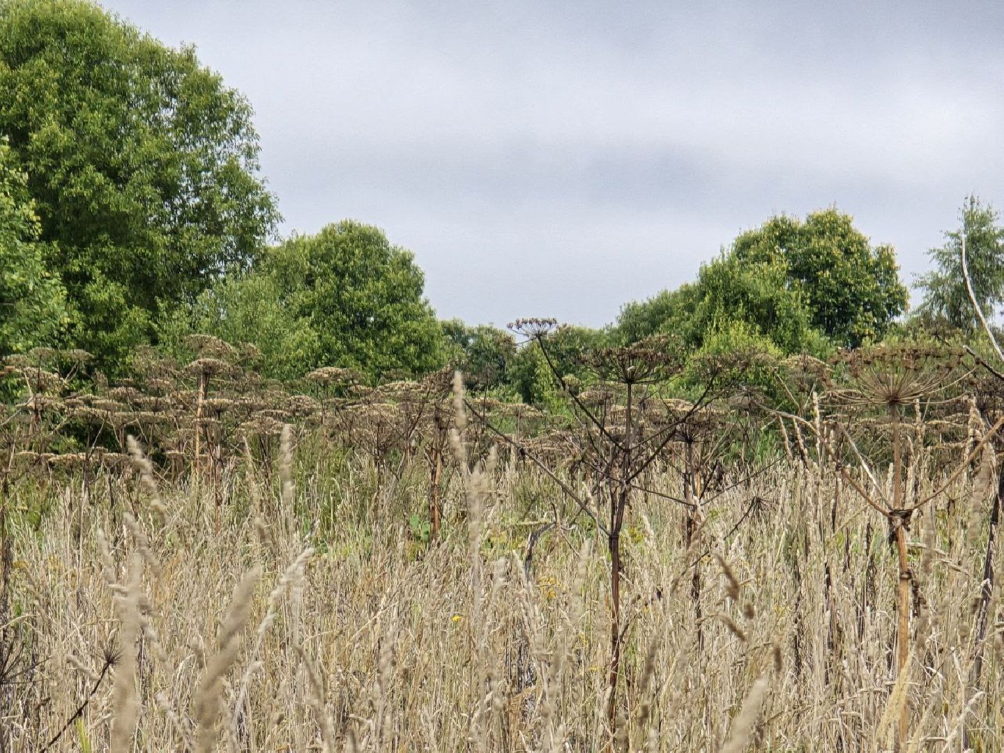 можайск, можайский муниципальный округ, подмосковье, экология, борщевик Сосновского, борьба с борщевиком,