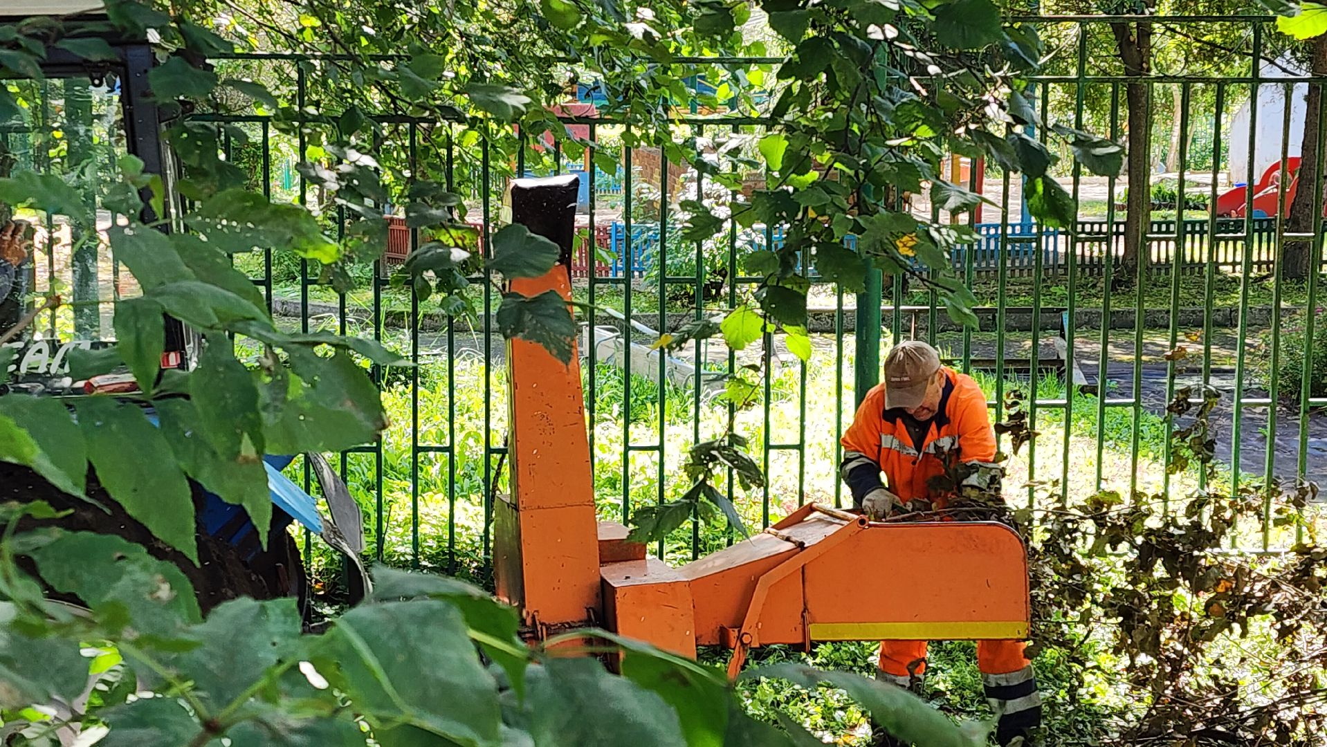 истра, благоустройство, аварийные деревья,