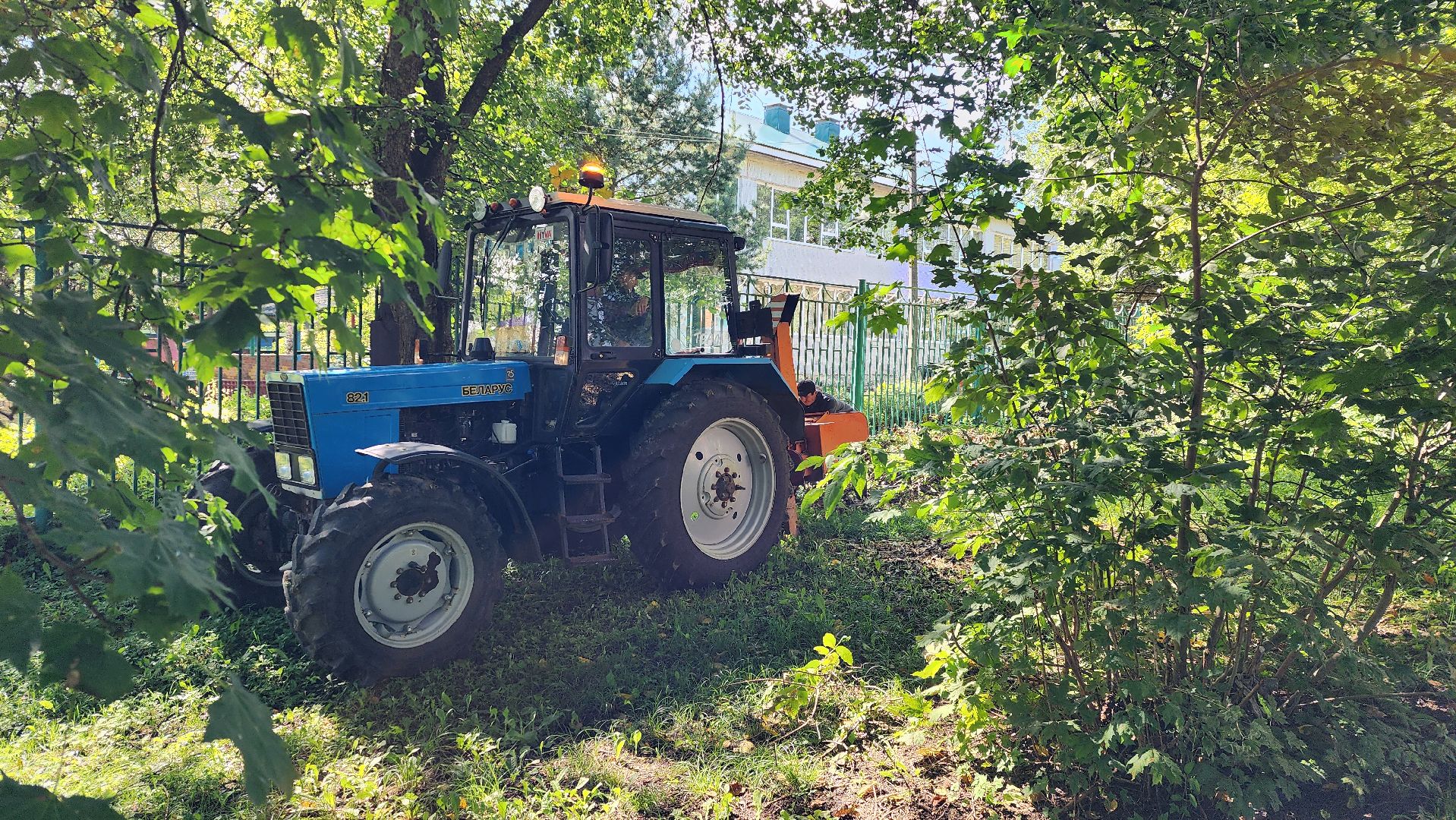 истра, благоустройство, аварийные деревья,