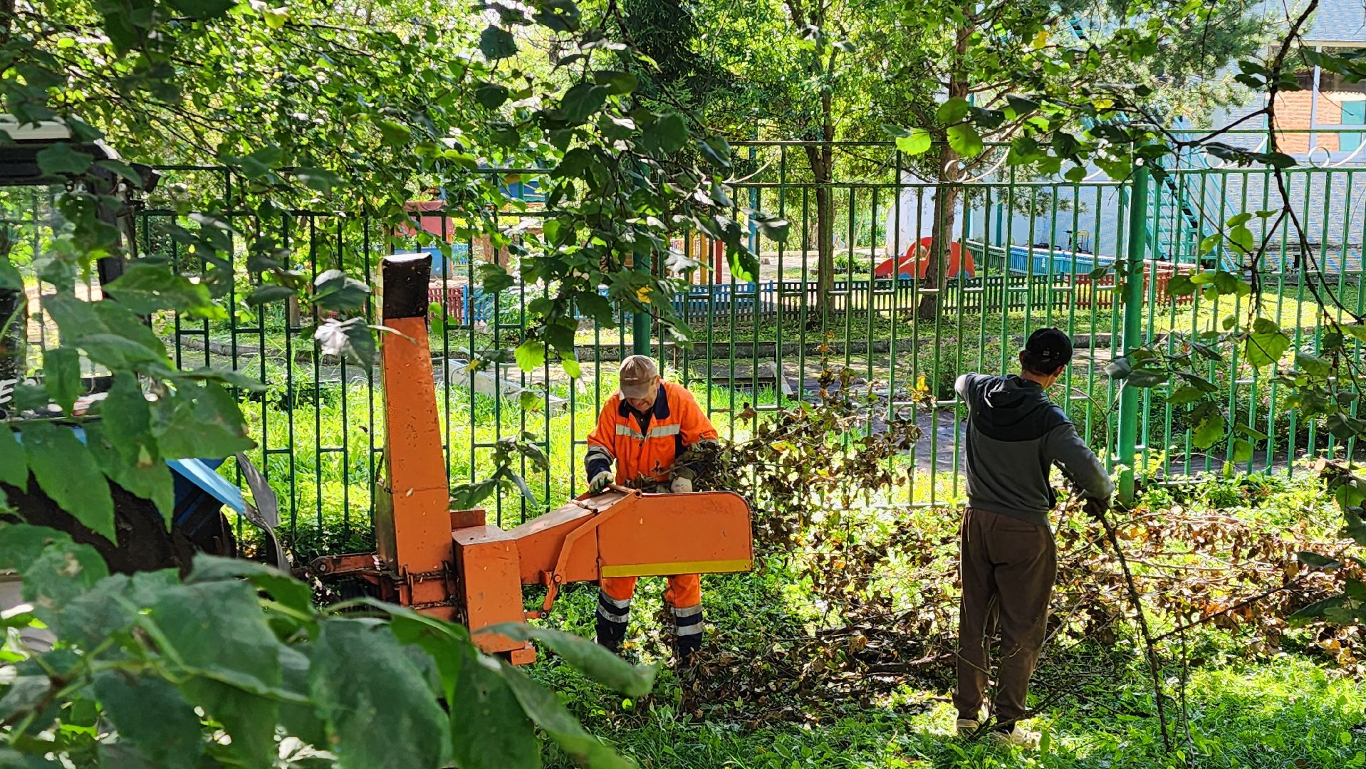 истра, благоустройство, аварийные деревья,