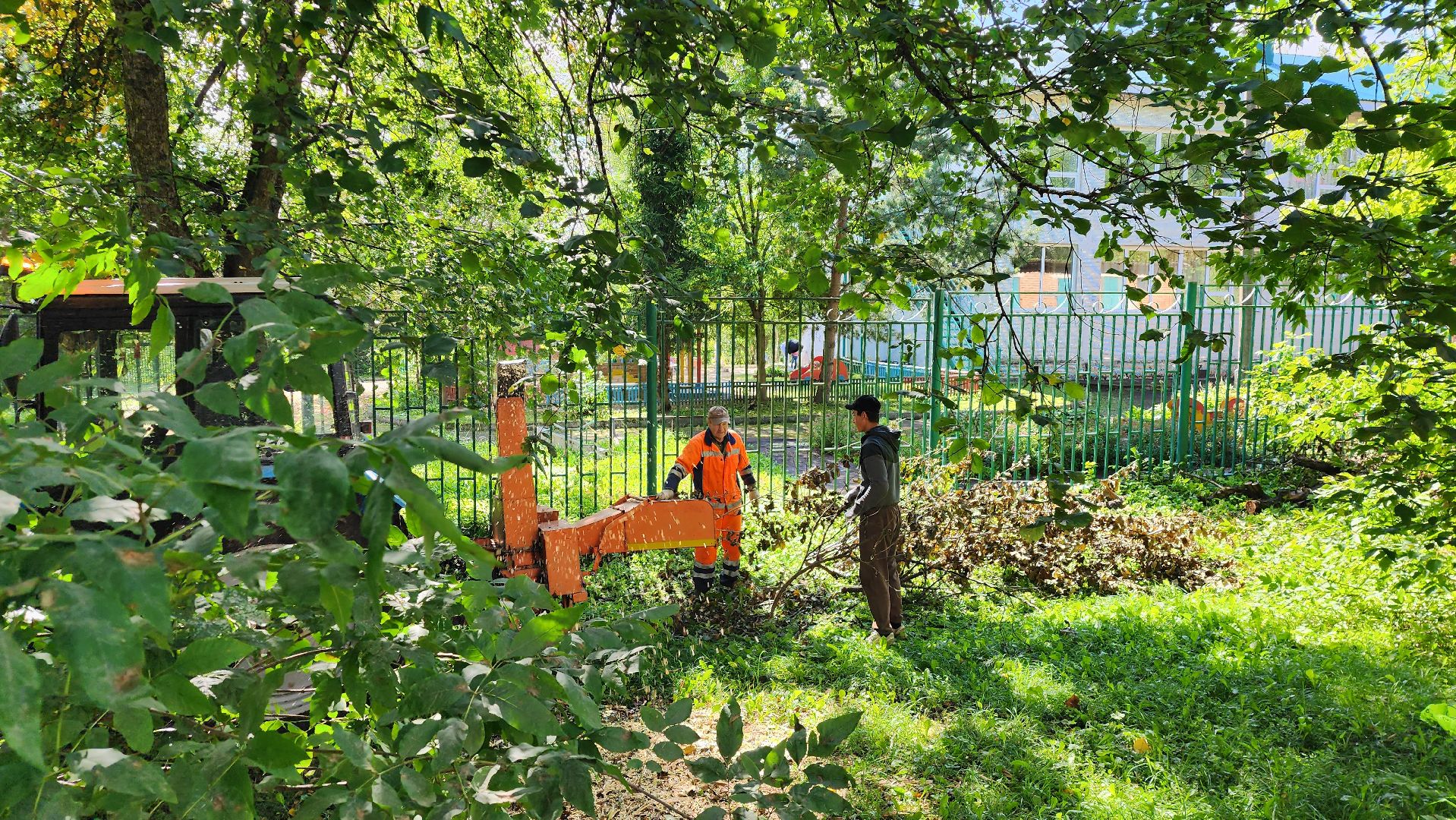 истра, благоустройство, аварийные деревья,
