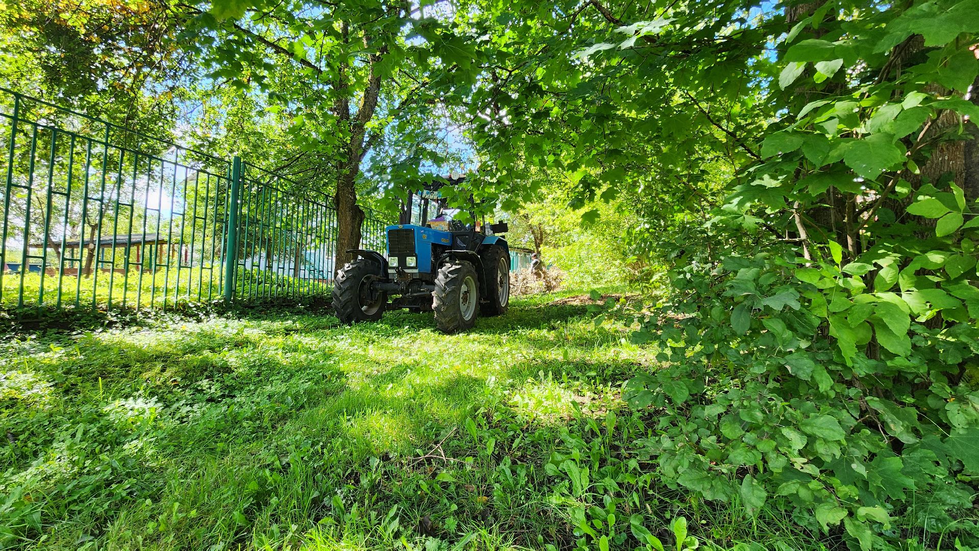 истра, благоустройство, аварийные деревья,