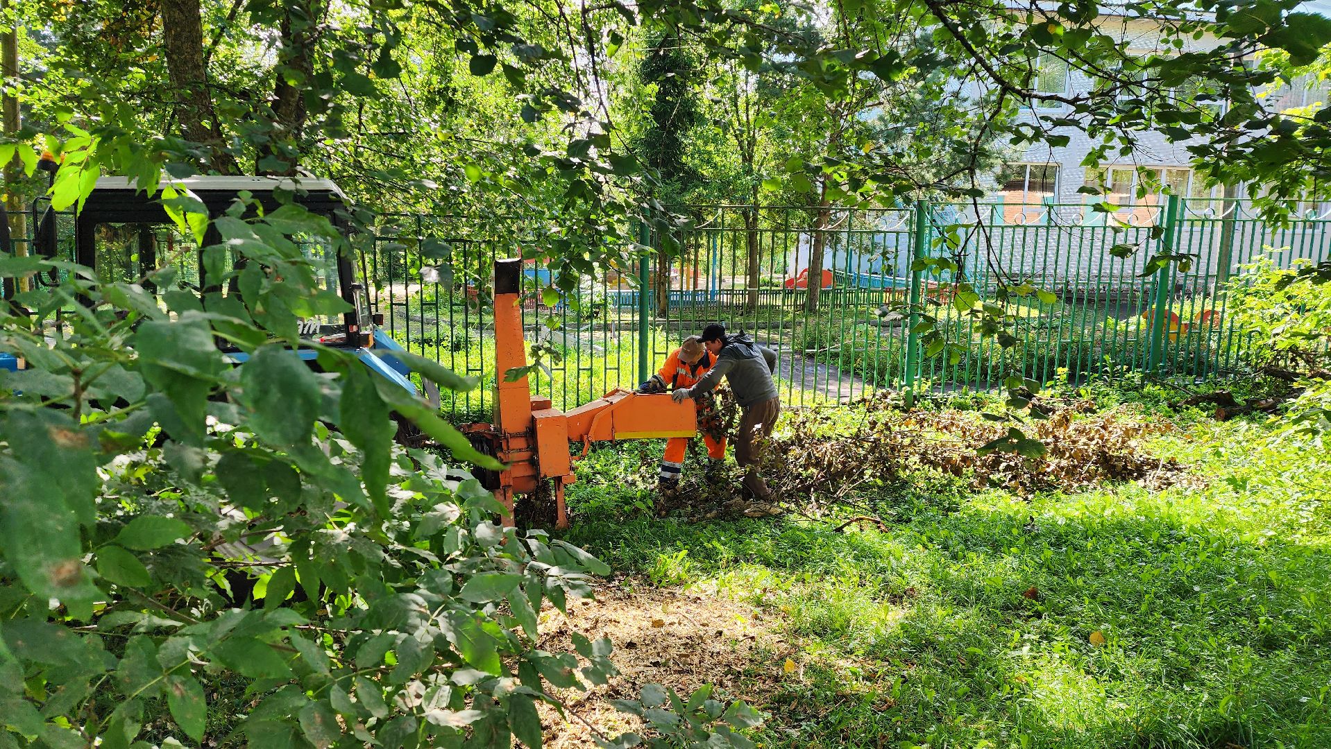 истра, благоустройство, аварийные деревья,