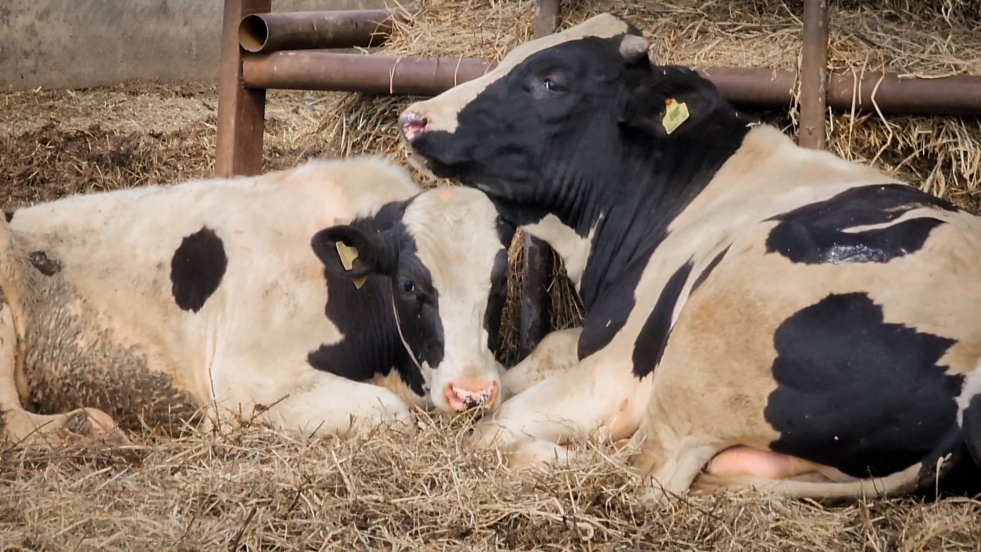 сельскохозяйственное предприятие в бронницах, экономика, производство молока, выращивание быков,