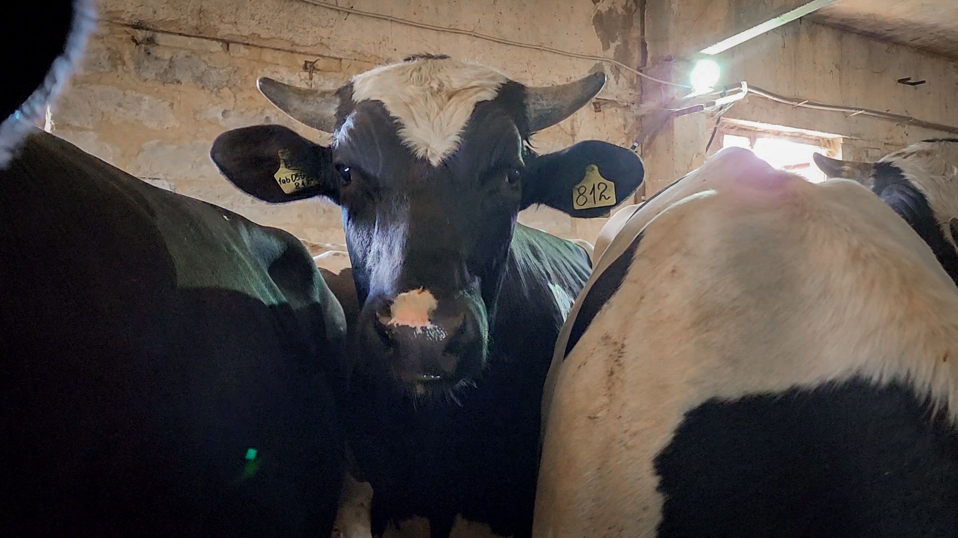 сельскохозяйственное предприятие в бронницах, экономика, производство молока, выращивание быков,