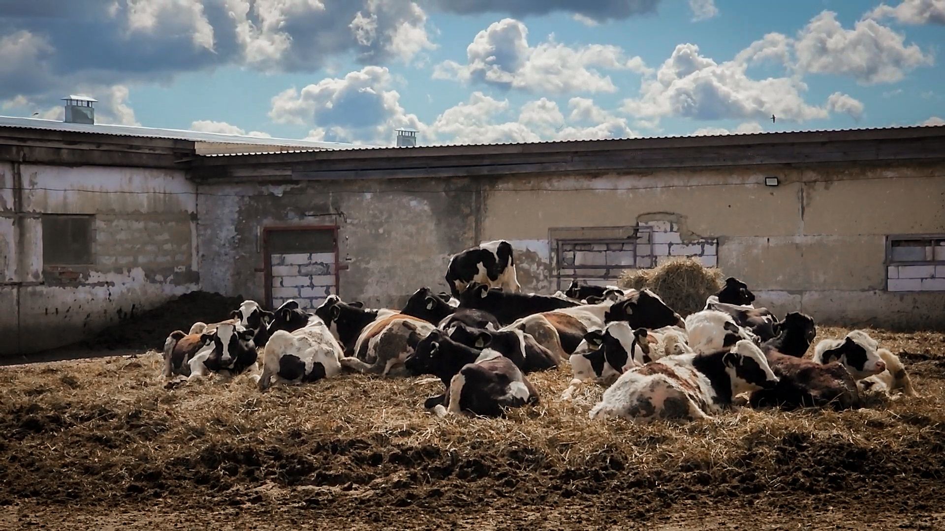 сельскохозяйственное предприятие в бронницах, экономика, производство молока, выращивание быков,