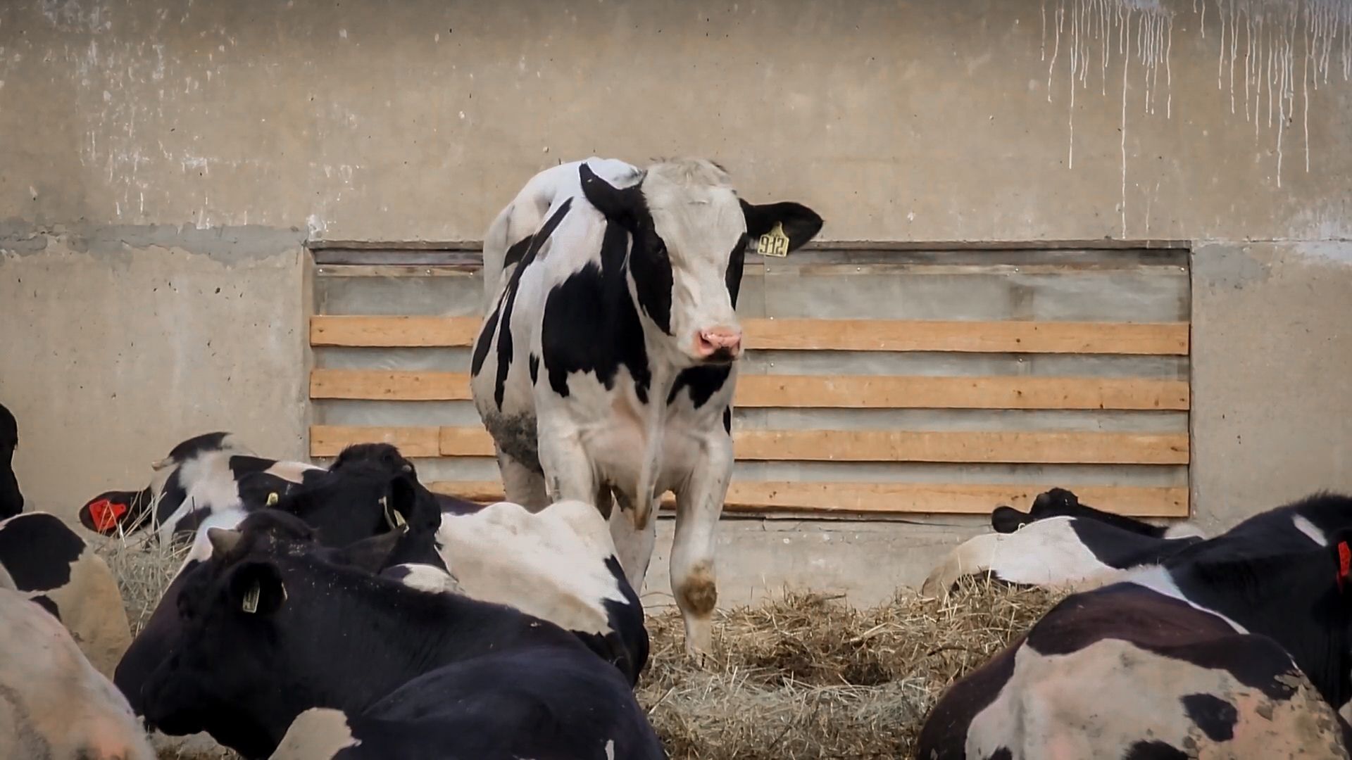 сельскохозяйственное предприятие в бронницах, экономика, производство молока, выращивание быков,