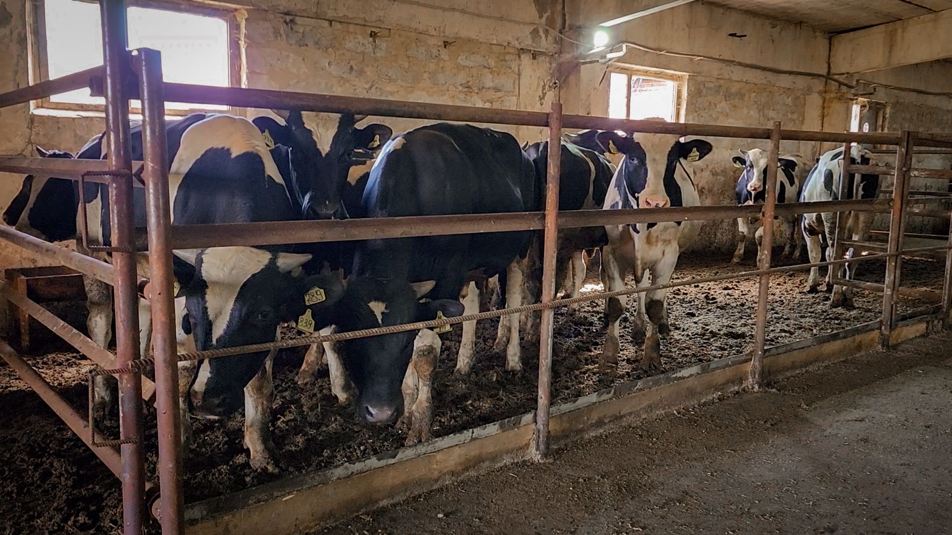 сельскохозяйственное предприятие в бронницах, экономика, производство молока, выращивание быков,