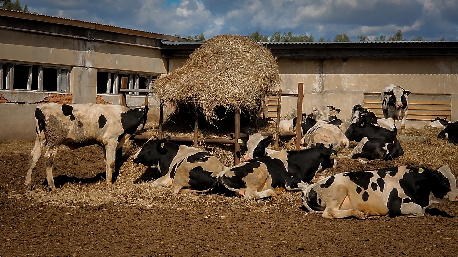 сельскохозяйственное предприятие в бронницах, экономика, производство молока, выращивание быков,