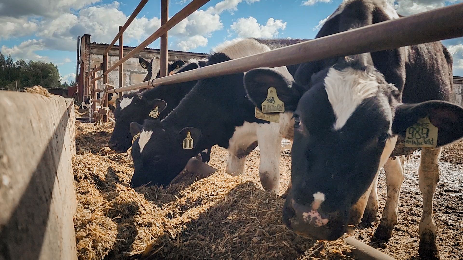 сельскохозяйственное предприятие в бронницах, экономика, производство молока, выращивание быков,