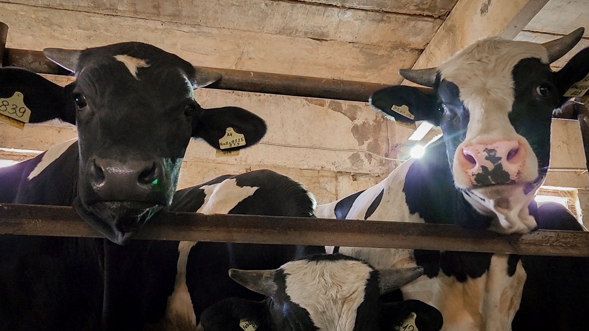 сельскохозяйственное предприятие в бронницах, экономика, производство молока, выращивание быков,