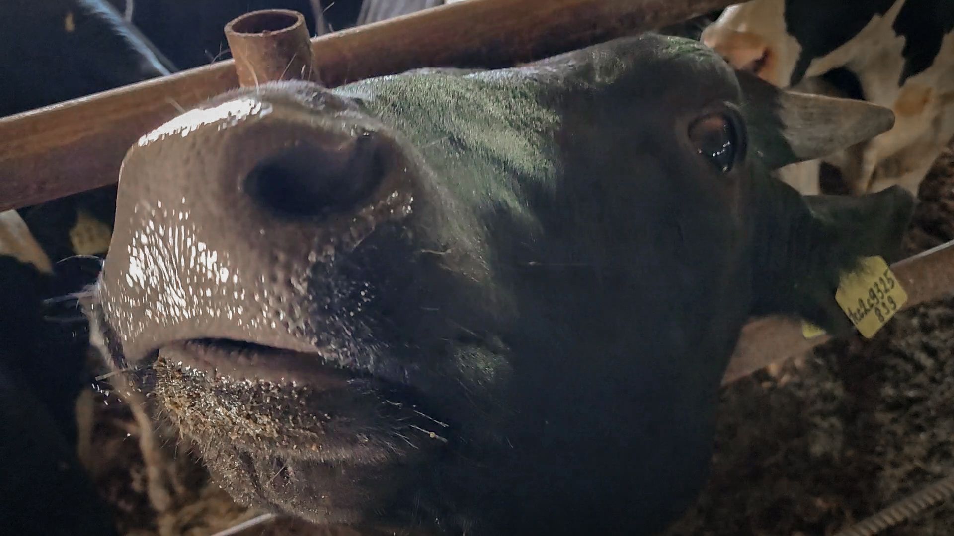 сельскохозяйственное предприятие в бронницах, экономика, производство молока, выращивание быков,