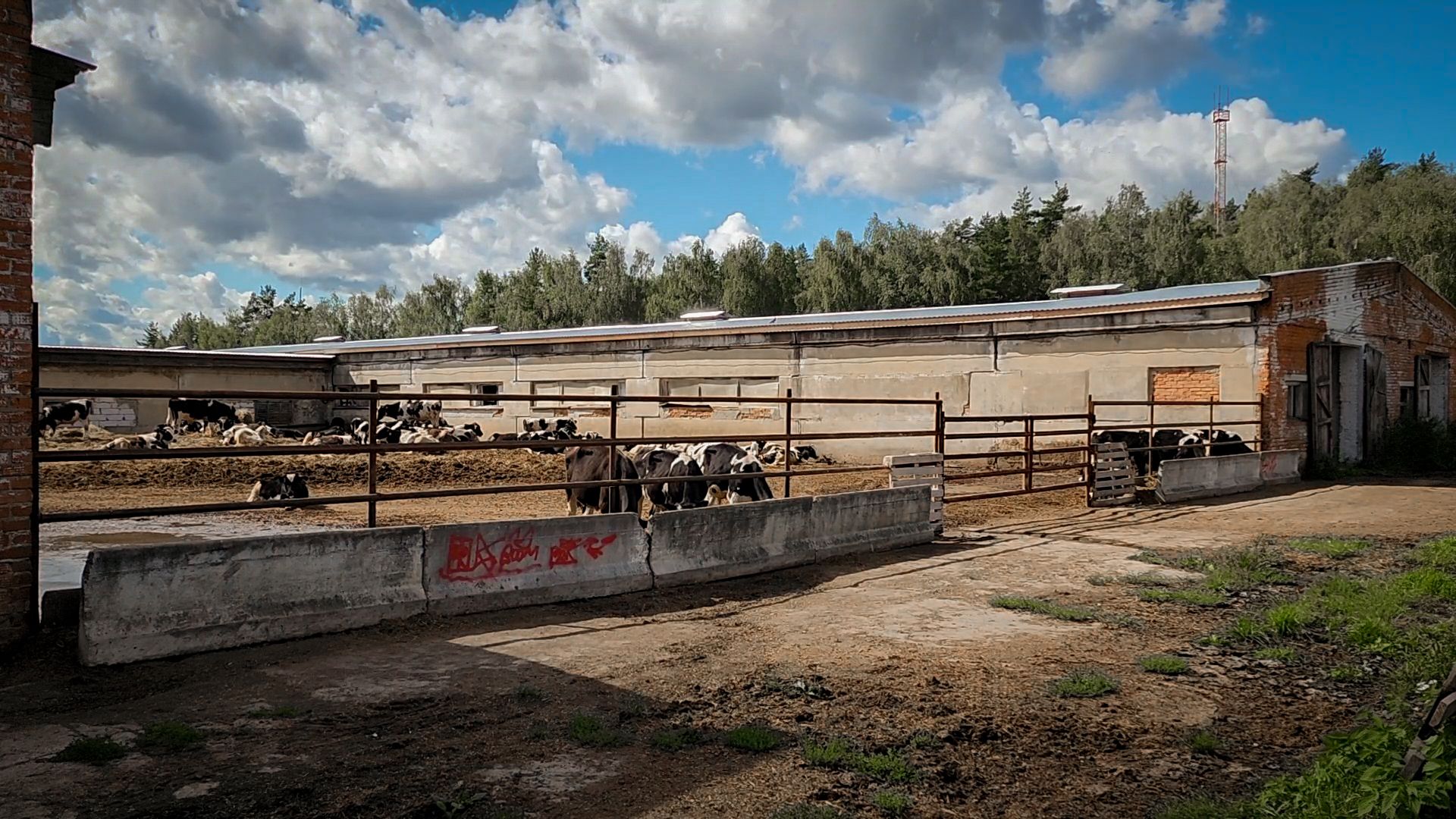 сельскохозяйственное предприятие в бронницах, экономика, производство молока, выращивание быков,
