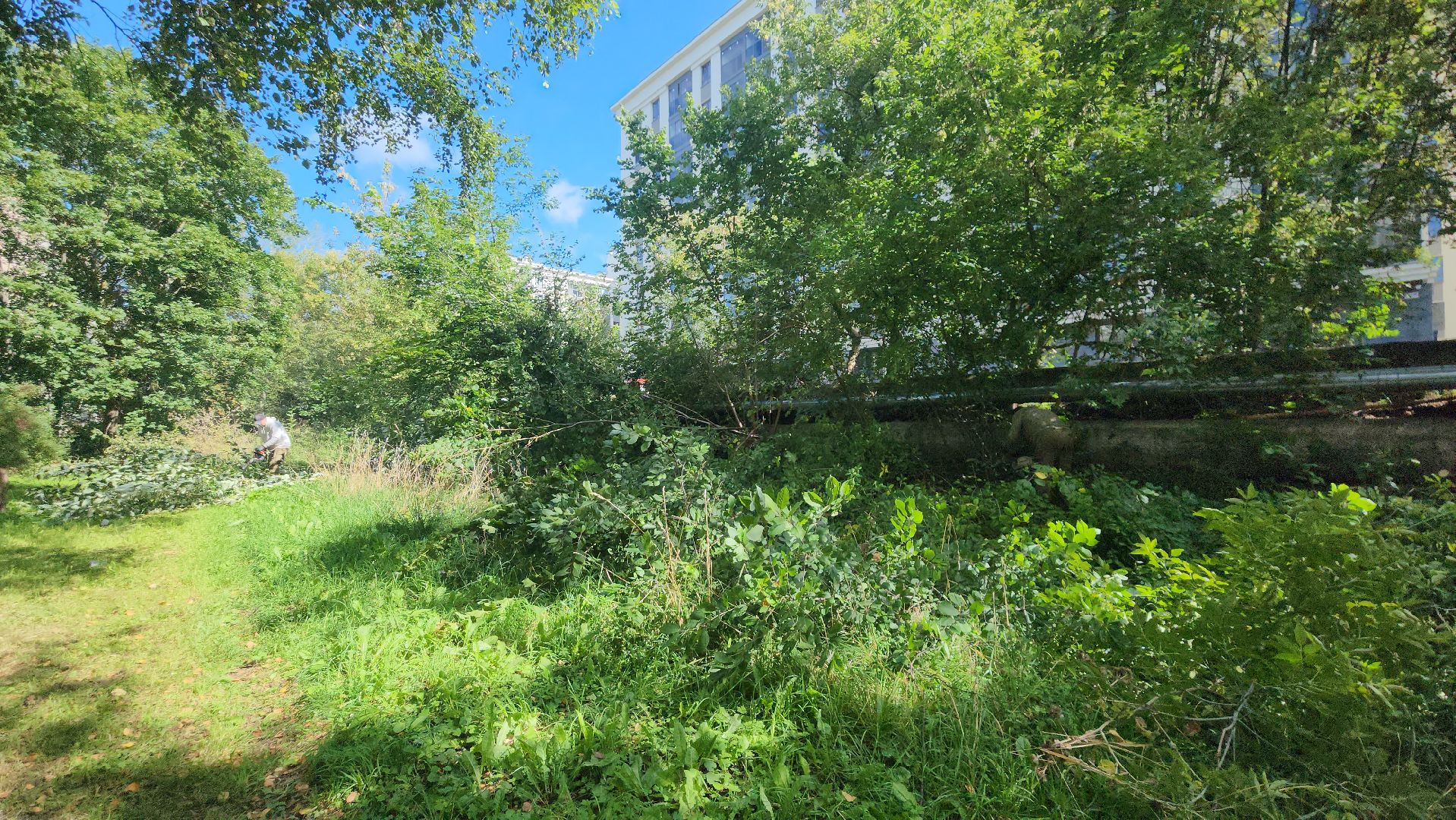 сергиево-посадский городской округ, хотьково, благоустройство, опиловка деревьев, уборка територии,