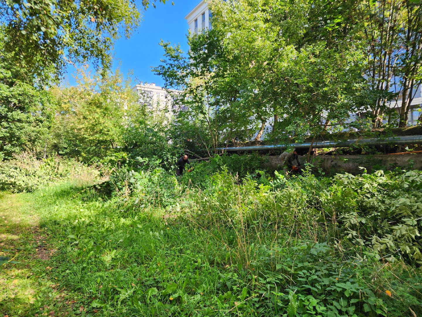 сергиево-посадский городской округ, хотьково, благоустройство, опиловка деревьев, уборка територии,
