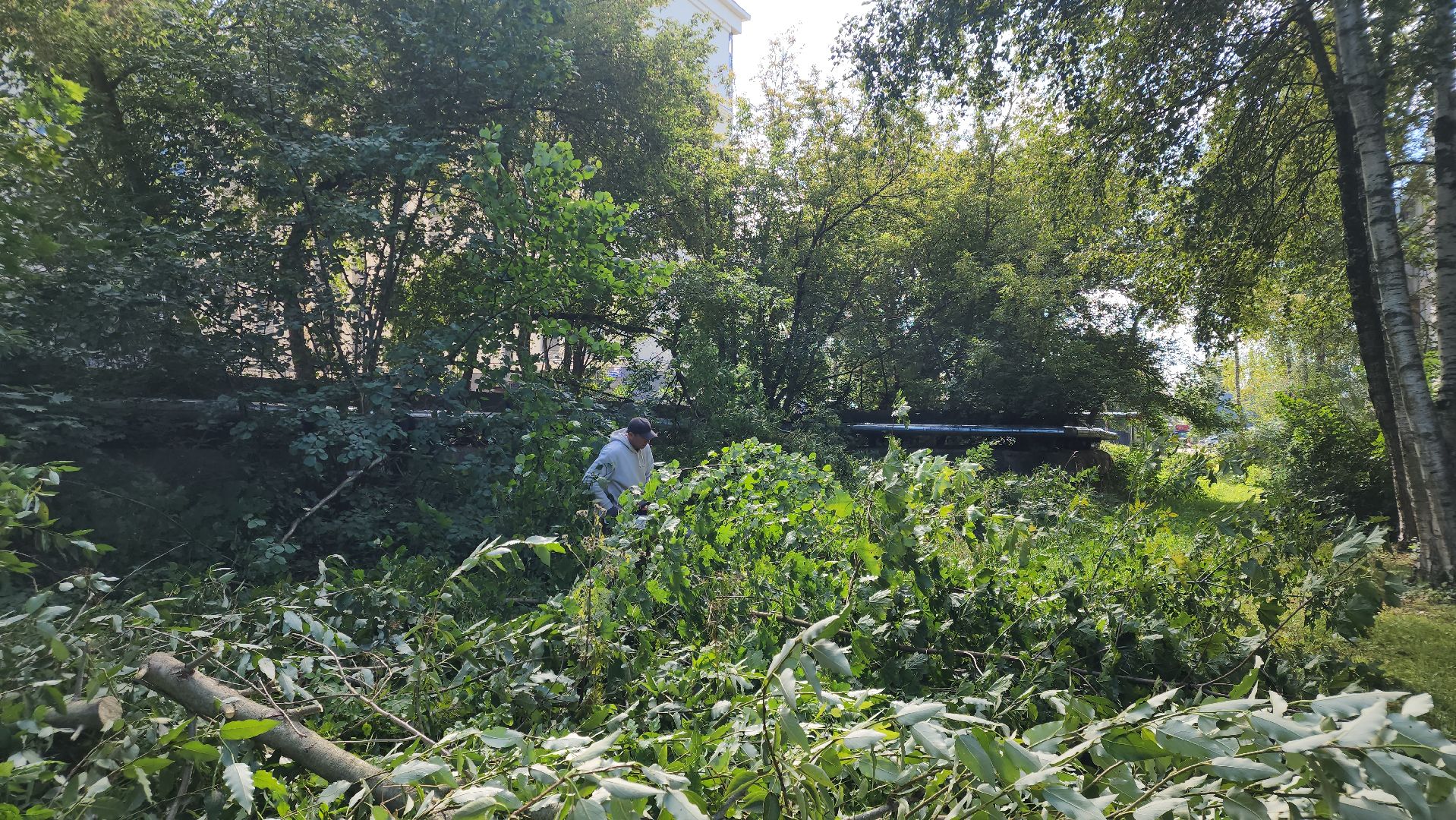 сергиево-посадский городской округ, хотьково, благоустройство, опиловка деревьев, уборка територии,
