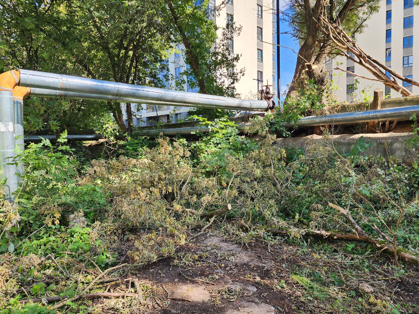 сергиево-посадский городской округ, хотьково, благоустройство, опиловка деревьев, уборка територии,