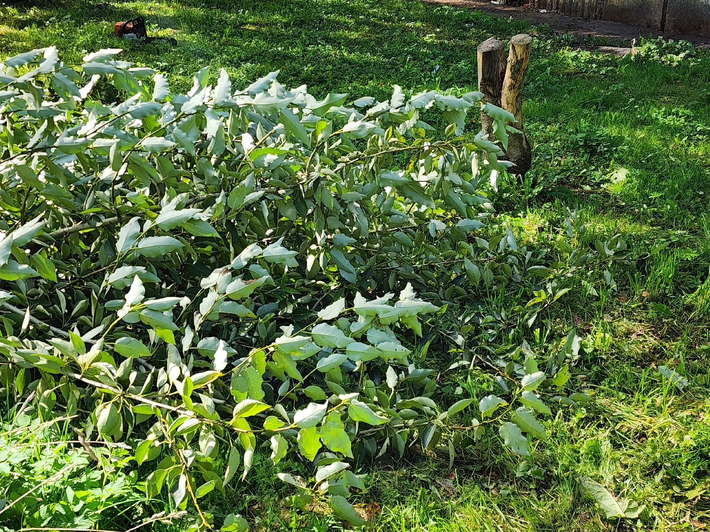сергиево-посадский городской округ, хотьково, благоустройство, опиловка деревьев, уборка територии,