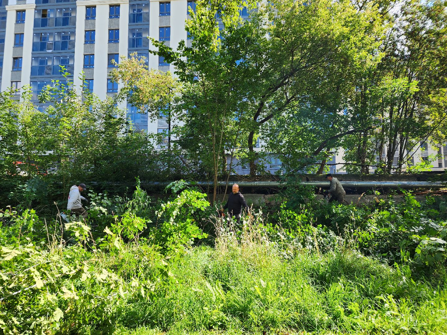 сергиево-посадский городской округ, хотьково, благоустройство, опиловка деревьев, уборка територии,