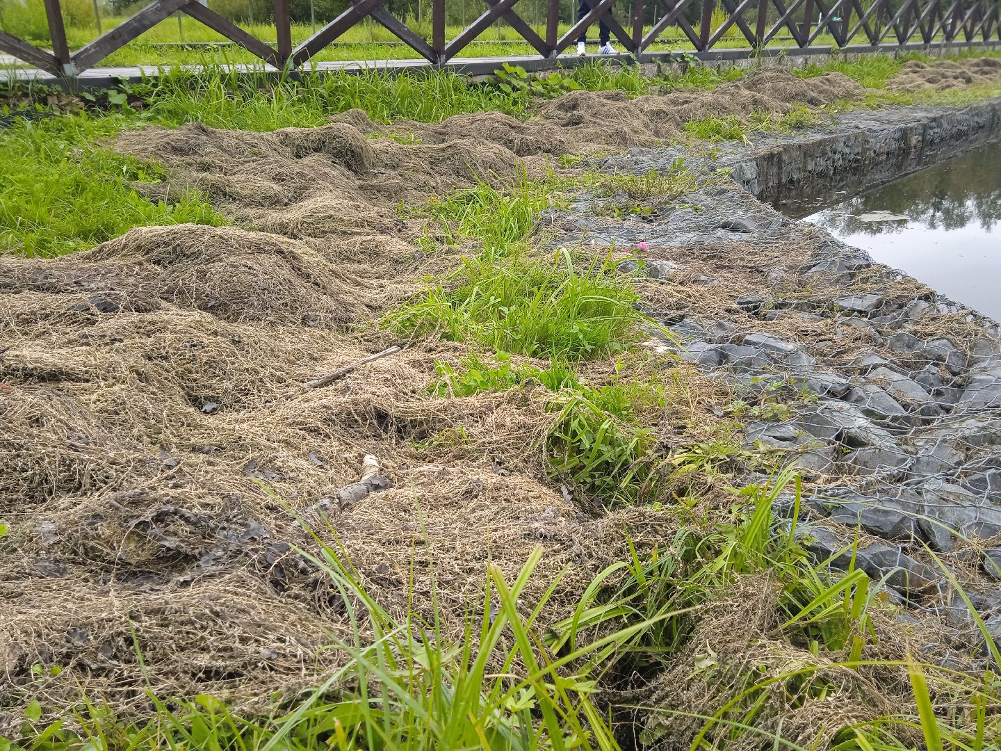 муниципальная экологическая программа, пруд, водоём, очистка водоема, городской округ восход, благоустройство,