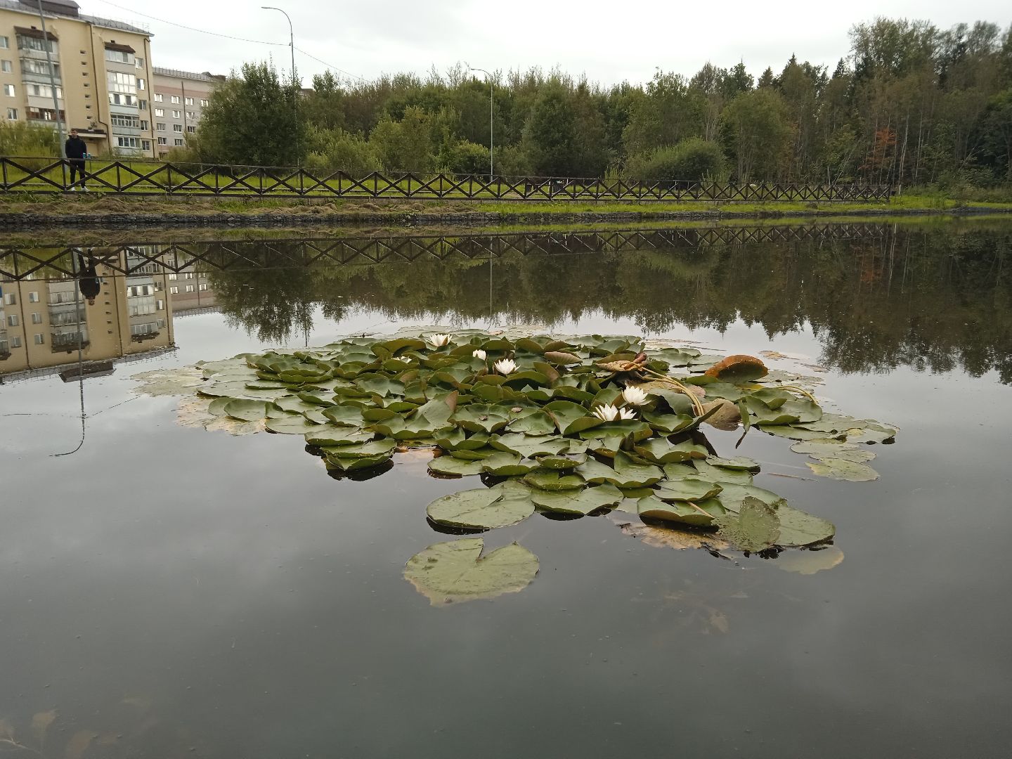 муниципальная экологическая программа, пруд, водоём, очистка водоема, городской округ восход, благоустройство,