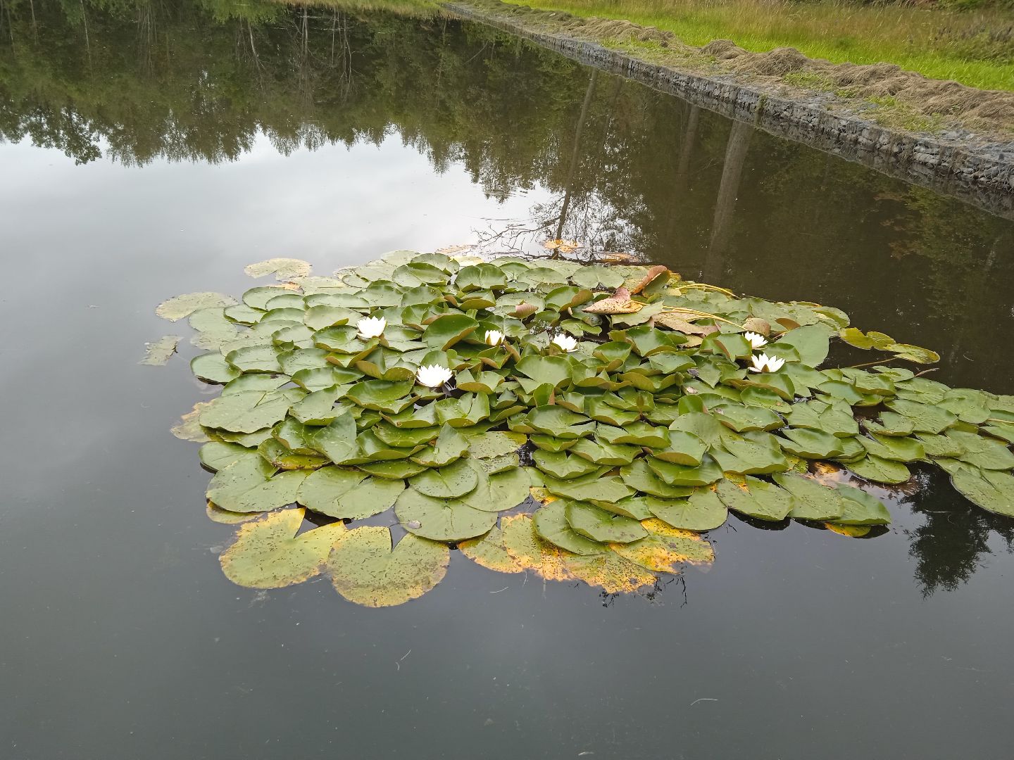 муниципальная экологическая программа, пруд, водоём, очистка водоема, городской округ восход, благоустройство,
