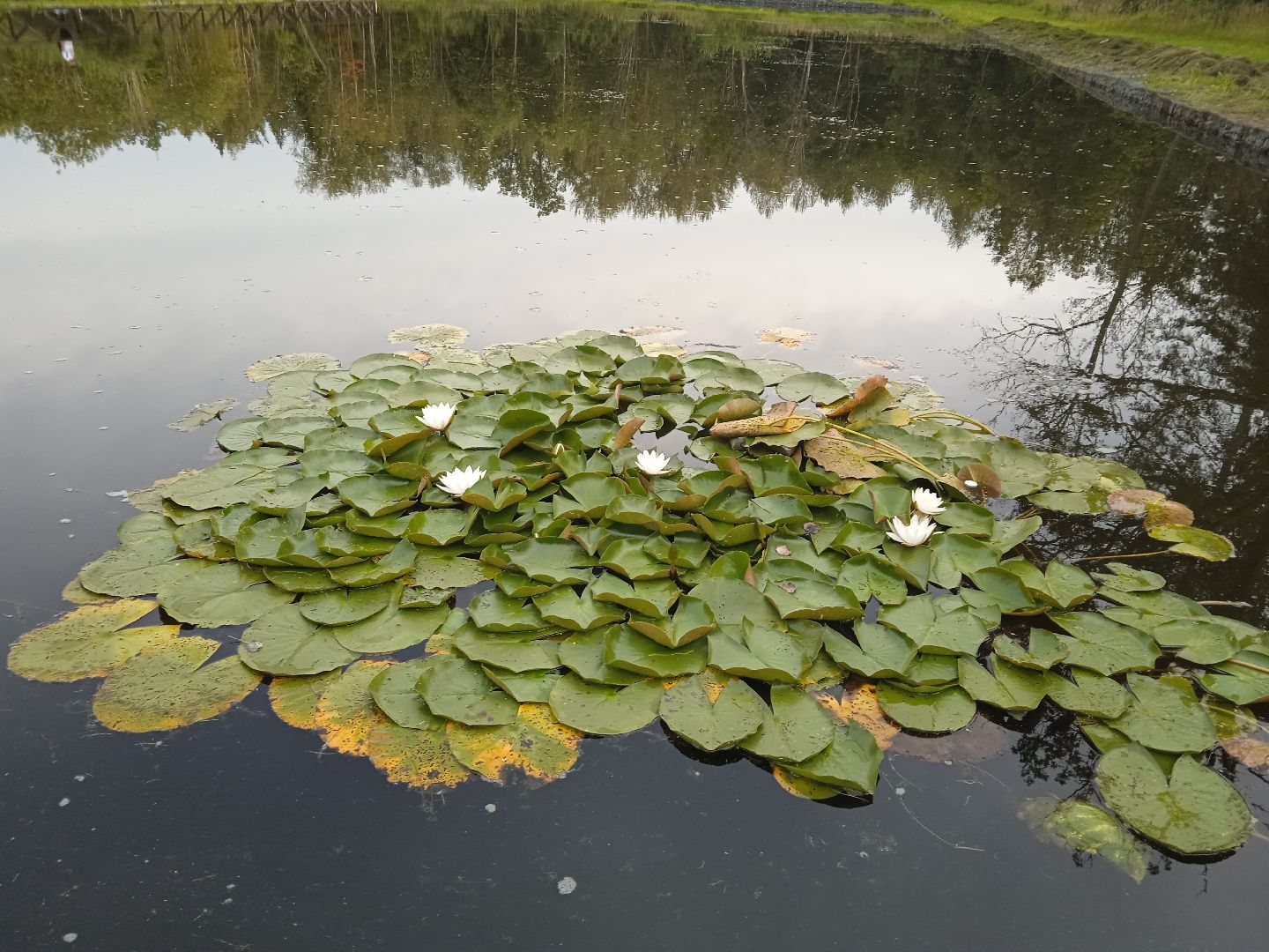 муниципальная экологическая программа, пруд, водоём, очистка водоема, городской округ восход, благоустройство,