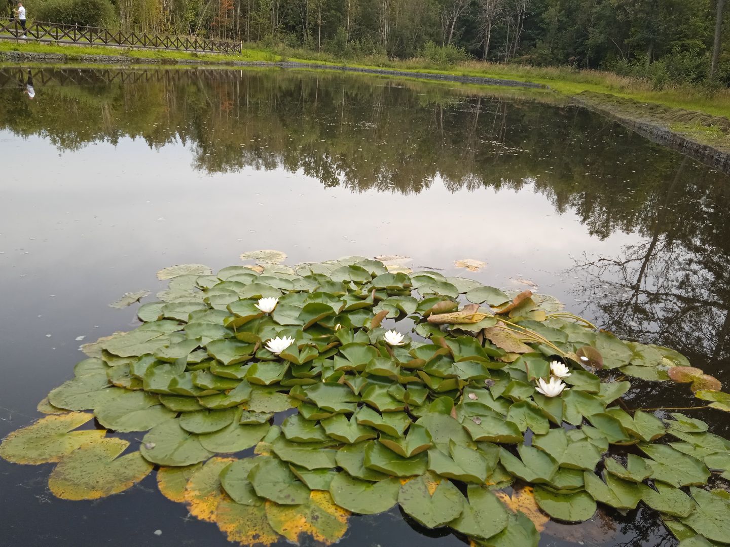 муниципальная экологическая программа, пруд, водоём, очистка водоема, городской округ восход, благоустройство,