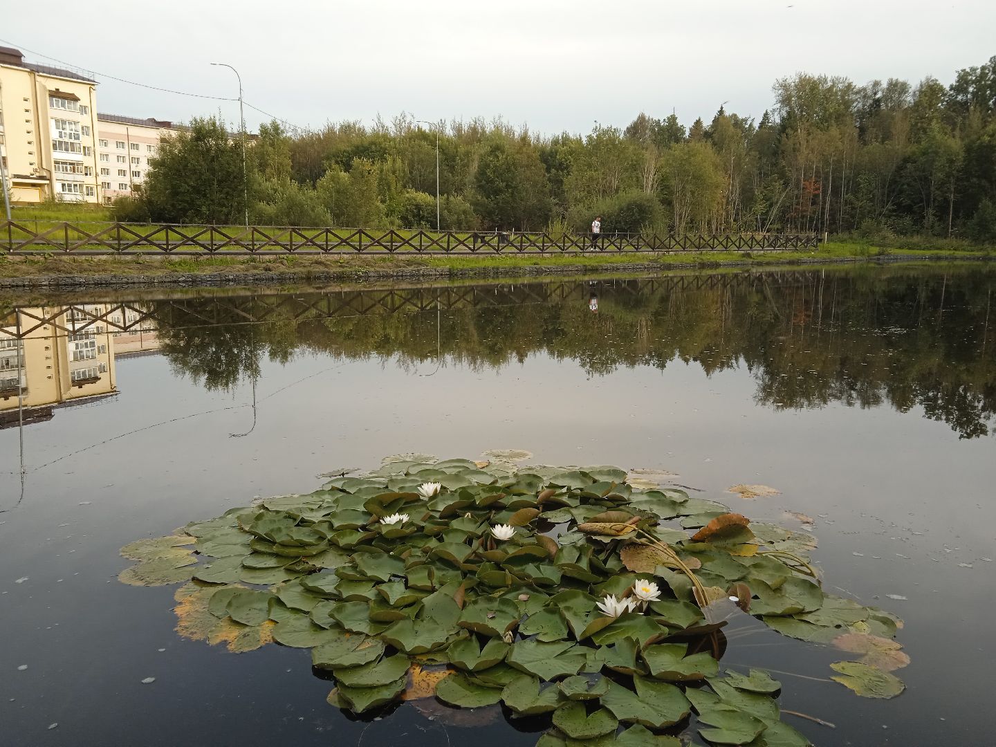 муниципальная экологическая программа, пруд, водоём, очистка водоема, городской округ восход, благоустройство,