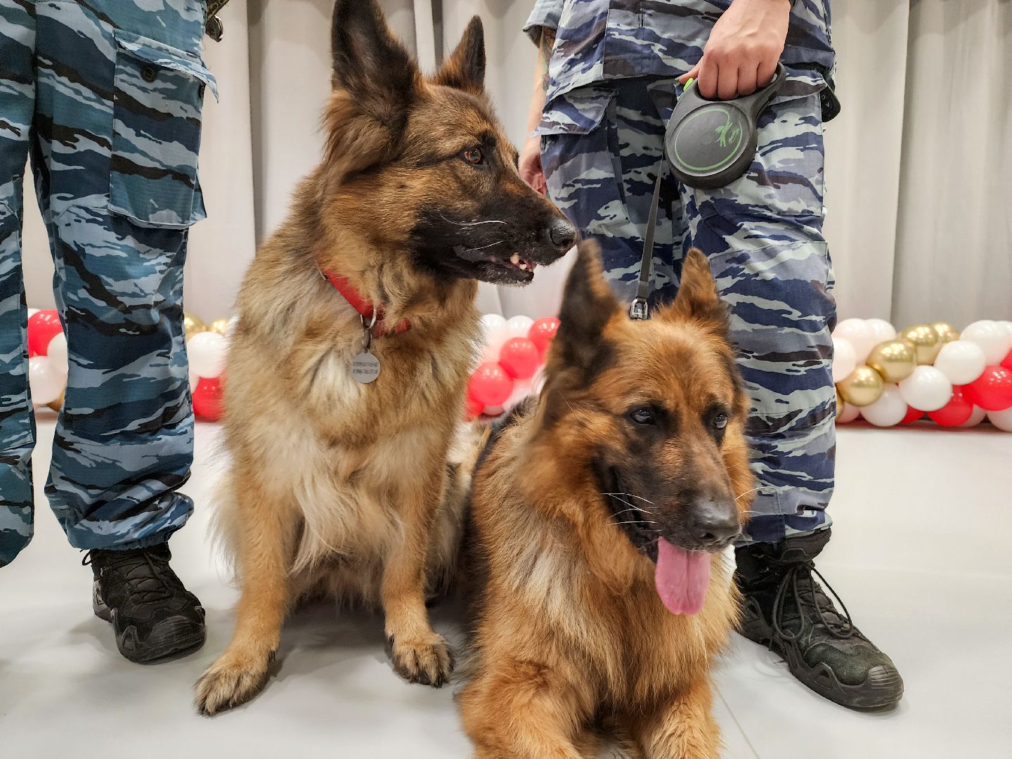 Подольск, кинологи, 1 сентября 2025, День знаний, Полиция,Безопасность,