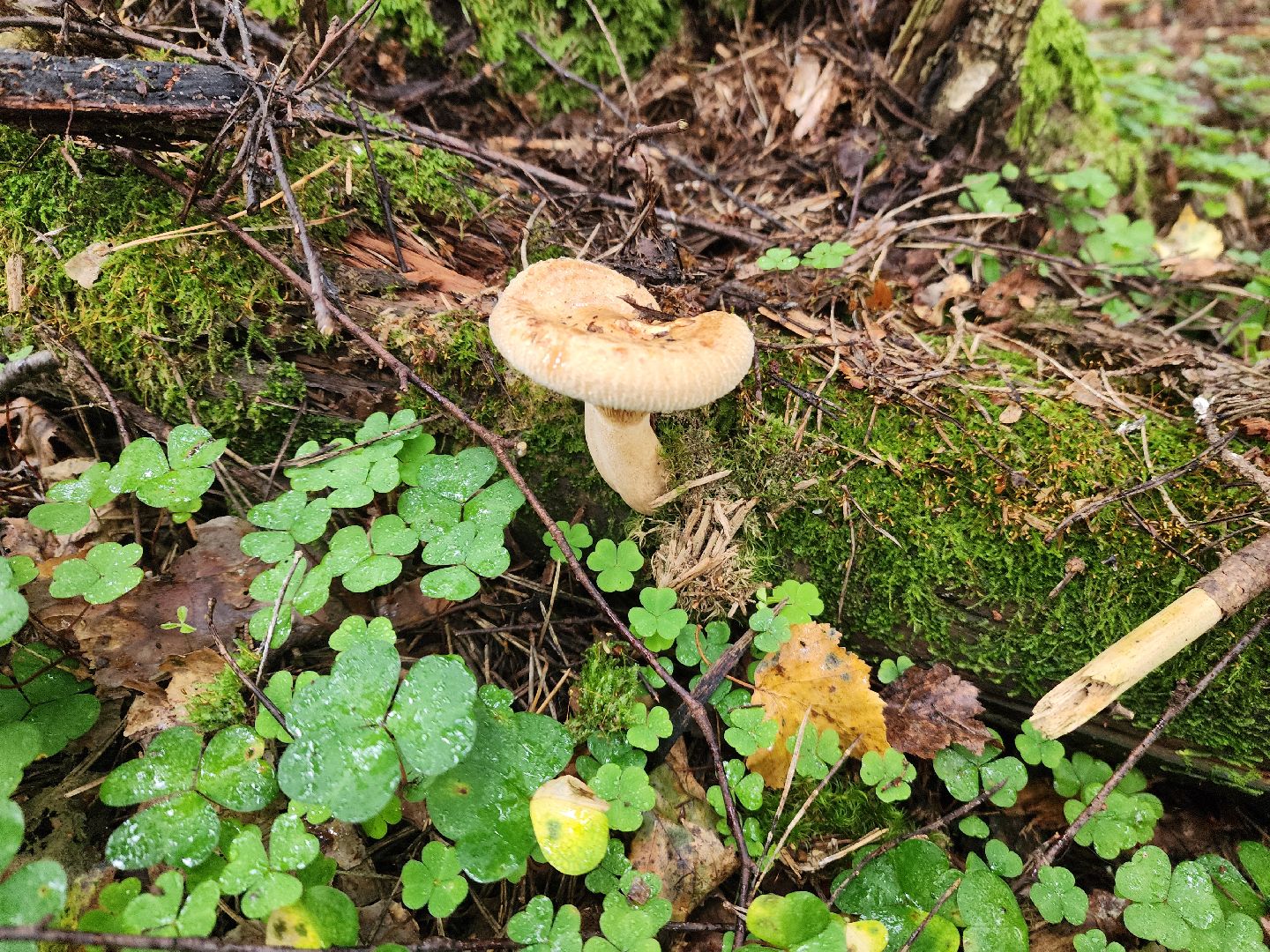 красноармейск, городской округ пушкинский, тихая охота, грибы в лесу,