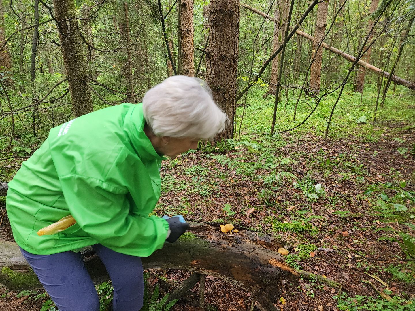 красноармейск, городской округ пушкинский, тихая охота, грибы в лесу,